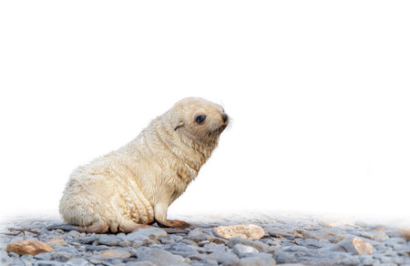 rare, light-coloured, pale blond, exposed, Antarctic fur seal baby (Arctocephalus gazella) on South Georgia, home to over 95% of the world's Antarctic seal populationの写真素材