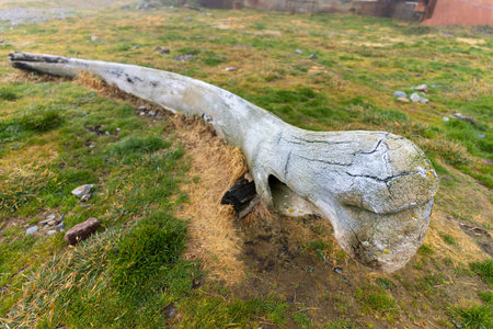 Old whalebone on the beach of the now abandoned whaling station in Grytviken - on the island of South Georgia.の写真素材
