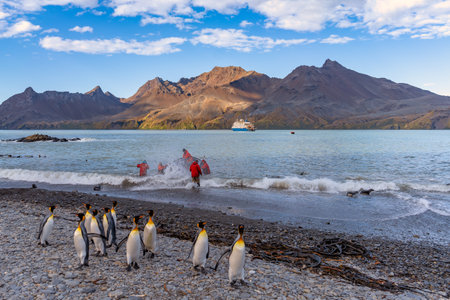 Tourists in zodiacs of an Antarctic expedition ship disembarking in Fortuna Bay on the north coast of South Georgia with king penguins in the foreground.の写真素材