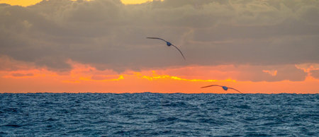 Seagulls flying over the sea at sunset in Hawaii.の写真素材