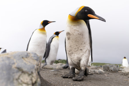 King Penguin - (APTENODYTES PATAGONICUS) colony in Salisbury Plain a vast plain washed out by the Grace Glacier on South Georgia and South Georgia is the largest elephant seal breeの写真素材
