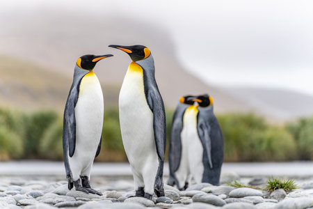 King Penguin - (APTENODYTES PATAGONICUS) colony in Salisbury Plain a vast plain washed out by the Grace Glacier on South Georgia and South Georgia is the largest elephant seal breeの写真素材