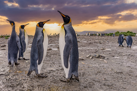 King Penguin - (APTENODYTES PATAGONICUS) colony in Salisbury Plain a vast plain washed out by the Grace Glacier on South Georgia and South Georgia is the largest elephant seal breeの写真素材