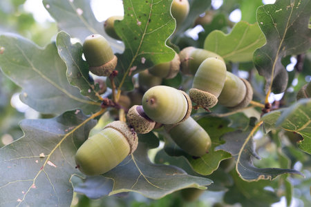 Close-up of acorns and leaves of an oak tree. The acorns and leaves belong to the genus Quercus, the...