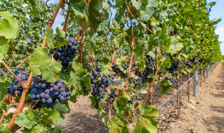 Close-up of blue grapes on vines on the Moselle - Perfect for wine lovers and nature photographyの写真素材