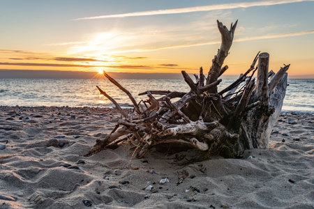 Giant flotsam root on the beach of the Baltic Sea at sunset, Wooden driftwood on the beach at sunset, Baltic Sea, Polandの写真素材