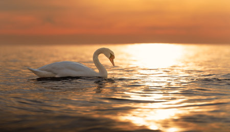 A majestic white swan (Cygnus olor) swims in the glassy Baltic Sea in front of a breathtaking orange sunset. Dreamlike atmosphere, swans on pond, nature seriesの写真素材