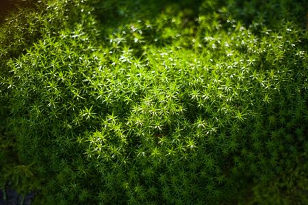 Green moos in a forestの写真素材