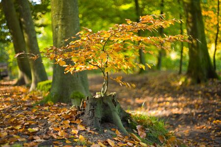 Tree trunk of a Copper Beech (Fagus sylvatica) with new branch growing