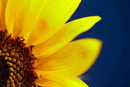 Close-up of a sunflower with blue background