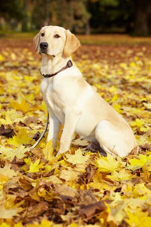 Young Labrador Retriever in a fall parkの写真素材