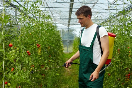Organic farmer manuring tomato plants with backpack sprayerの写真素材