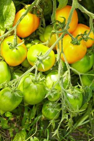 Tomato bush with breed called Lemon Tree in greenhouseの写真素材
