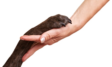Dog paw and human hand doing a handshake