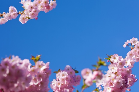 Pink cherry blossom background with blue sky in springの写真素材
