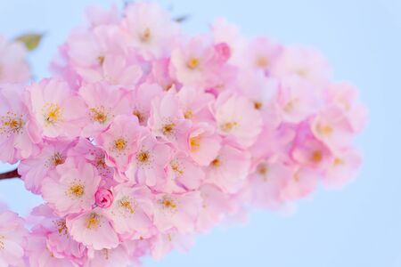 Pink cherry blossoms branch and light blue skyの写真素材