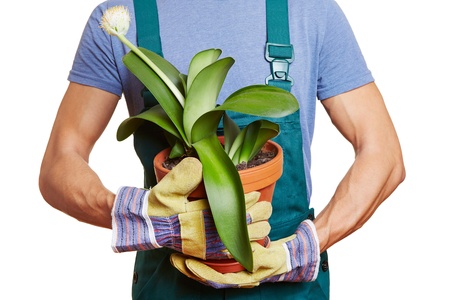 Gardener holding paintbrush plant (Haemanthus albiflos) in flowerpot with working glovesの写真素材