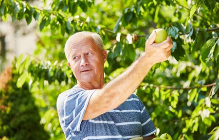 Senior man in the harvesting of green apples on an apple tree