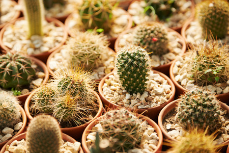 Many cacti with prickles for sale in a nursery