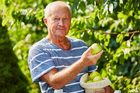 Senior picking green apples from a green apple tree in the harvesting season in the natureの写真素材