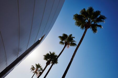 Palm trees under blue sky in Los Angeles, California