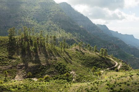 Mountain range with many tree in the nature in Gran Canariaの写真素材