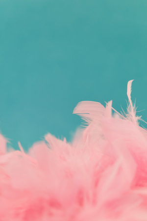 Many pink feathers as a background texture in front of blueの写真素材
