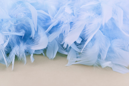 Many blue decoration feathers as a background texture headerの写真素材