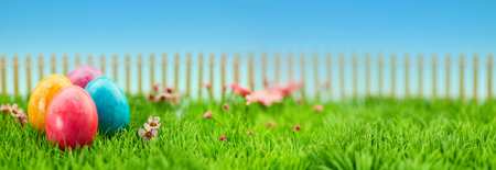 Colorful easter eggs on meadow in the garden for easter as a panorama headerの写真素材