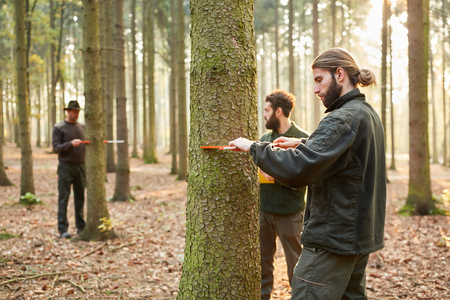 Three foresters use the clip to measure the diameter of tree trunksの写真素材