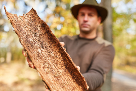 Forester or forest farmer shows tree bark with pest infestation in the forestry areaの写真素材