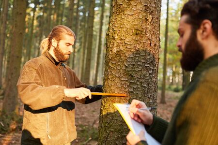 Foresters measuring trunk diameter to calculate timber volumeの写真素材