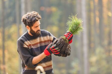 Forest farmer in a nursery in the forest with a pine seedling for reforestation