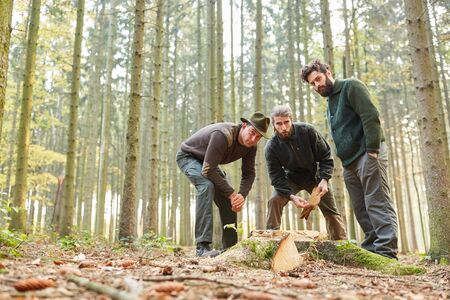 FÃ¶rster team analyzes tree disease and tree damage from felled treeの写真素材