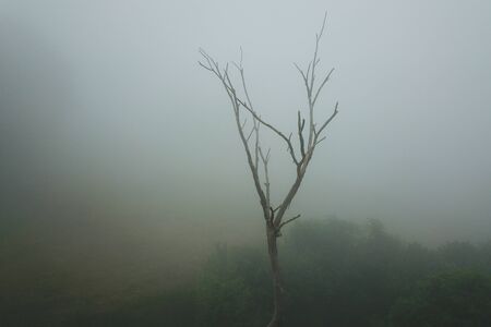 Eerie bald tree stands lonely in the fog