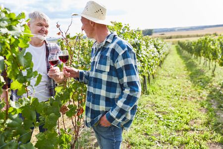Two winegrowers drink a glass of red wine together in the vineyard in autumn