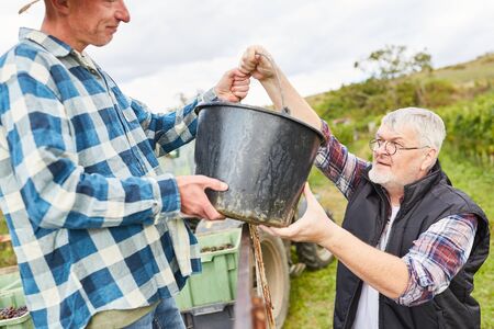 Two harvest helpers during the wine harvest load grapes into the bucketの写真素材