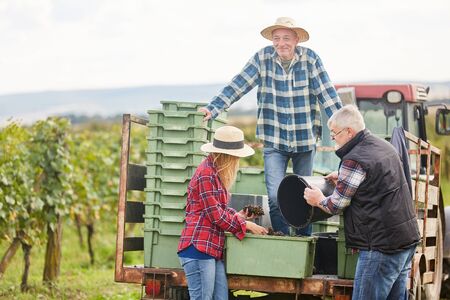 Three harvest helpers load the wine harvest in boxes for removal