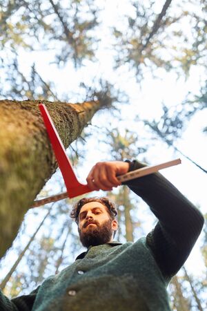 Forester or forest worker determines diameter of a tree trunk in the forestの写真素材