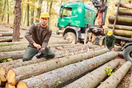 Forest worker after harvesting wood while loading long wood onto a long wood cart