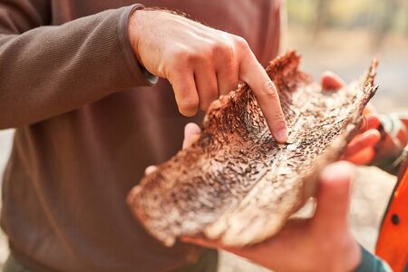 Forester points to tree bark with bark beetle infestation in pest controlの写真素材