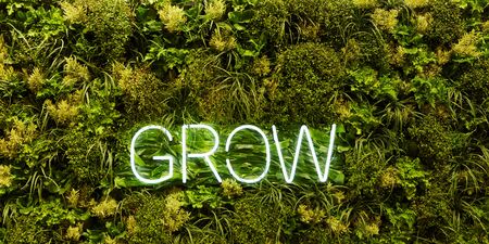 Grow header background with green plants as a hedgeの写真素材