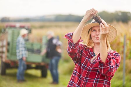 Woman as a winemaker looks critically at a vine of grapes harvesting grapesの写真素材