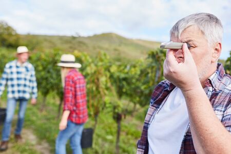 Winemaker or winegrower measures the degree of ripeness of a grape with a hand refractometer