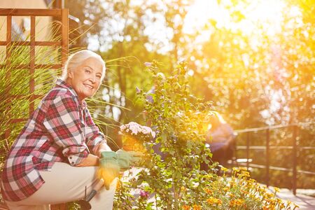 Planting old woman in flowers in summer in her gardenの写真素材