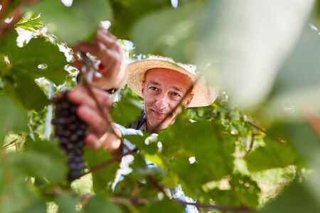 Harvesters or wine growers cutting a vine of red grapesの写真素材