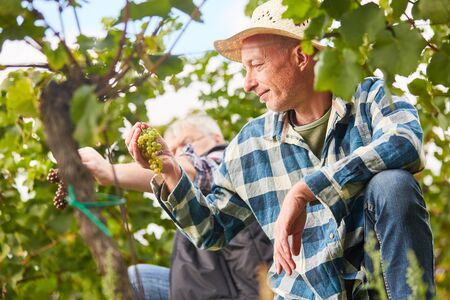 Duck helpers pick grapes during the manual grape harvest in the vineyardの写真素材