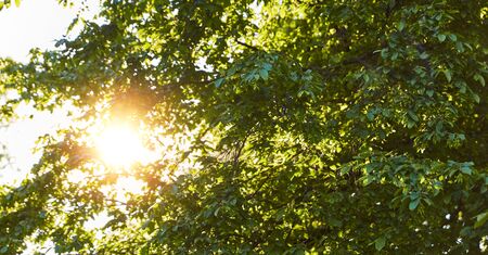 Sun shines through leaves of tree in summer as a sustainability conceptの写真素材