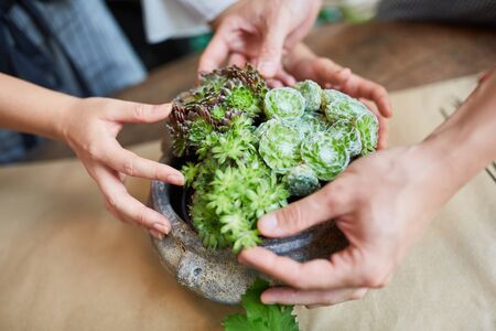 Hands of the gardener plant a flowerpot with succulentsの写真素材