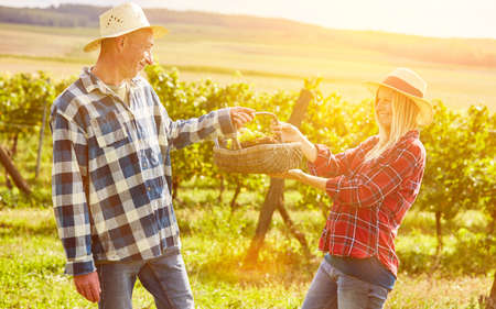 Couple in vineyard with basket for picnic in summer makes outing